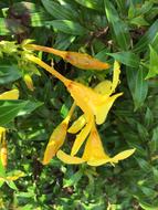 Tropical Garden yellow Flower