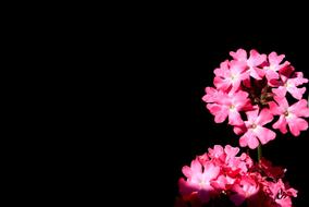 Close-up of the beautiful, blossoming, pink and white flowers in light, at black background