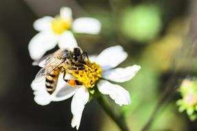 macro photo of Bee Pollen white Flower