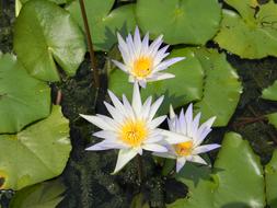 Close-up of the beautiful, blooming, yellow, purple and white water lily flowers among the green leaves