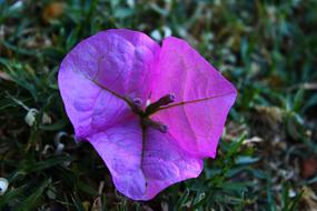 Pink Flower Blossom