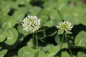 Clover White Lawn