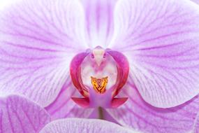 Orchid Flower Blossom in detail close-up