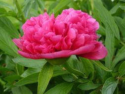 pink peony and green leaves