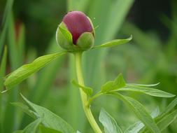 Peony Button at garden