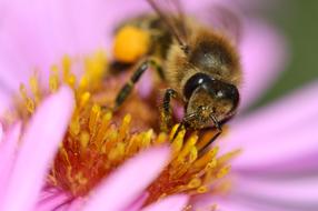 Close-up of the bee, on the beautiful, blossoming, yellow, orange and pink flower