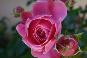 Close-up of the beautiful and colorful, blooming rose flowers and buds, among the green leaves
