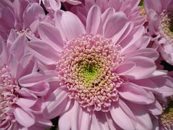 Flower Chrysanthemum Purple