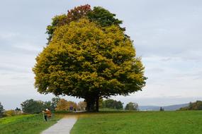 lanscape of Tree Meadow at Autumn