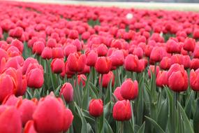 field of red Tulips, perspective