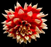 red Dahlia Blossom Bloom