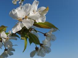 Blossoming Cherry Flowers