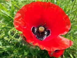 Close-up of the beautiful, red and yellow poppy flower among the green grass