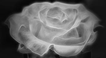 black and white rose bloom