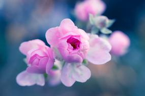 Rose Bush Pink
