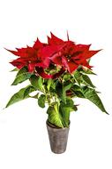 Xmas Decoration Christmas Flower