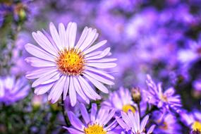 Herbstastern Aster Dumosus flowers