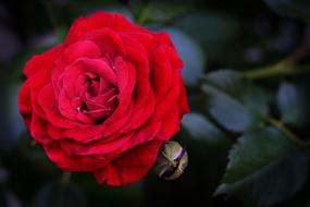 red rose bud on dark background