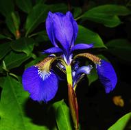 Close-up of the beautiful, blossoming, blue, purple and colorful flower among the green leaves