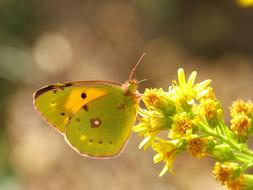 Close-up of the colorful and beautiful butterfly on the flowers in sunlight