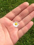Meadow Daisy on Hand