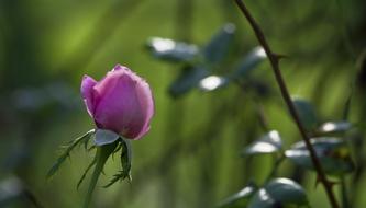 Close-up of the beautiful and colorful, blossoming rose flower on the stem, among the leaves and plants