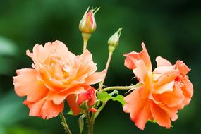 Rose Pink Orange