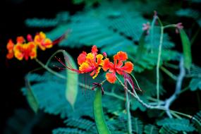Flower Spring Garden