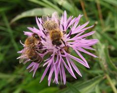 Close-up of the beautiful, pink flower with bees, among the green grass