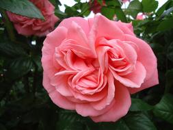 ValentineS Rose Pink Flower