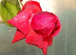 red rose in dew close up