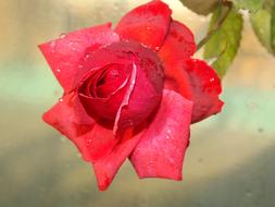 water dews on Red Rose