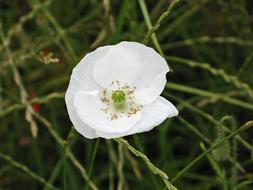white poppy and green grass