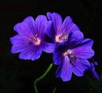 Flower Flowers Blue Close