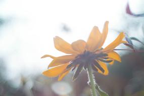 Scenery Photography of Flower at sunlight