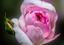 Flower Rose Red