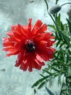 Red Flower Poppy Field