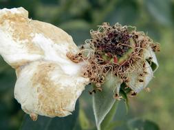 seeds, dry rose