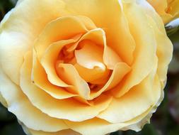 Yellow Rose Flower petals in garden