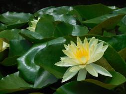 Close-up of the beautiful, yellow, orange and white lotus flower among the green leaves