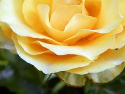 closeup photo of Yellow Rose Flower