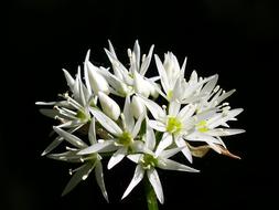 Wild Garlic Flower