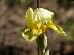 Close-up of the beautiful, yellow and white iris flower with the fly, in the summer