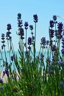 Blue flowers on Lake Balaton coast