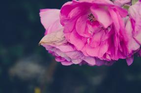 Rose Wedding Flowers at garden