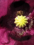 Close-up of the beautiful, purple and yellow tulip flower with the bee, in the spring