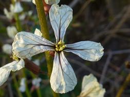 dried Flower Blossom Bloom
