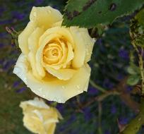 photo of Yellow Rose Garden Flower