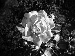 Black And White photo of Flower Rosa