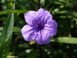 Flower Purple